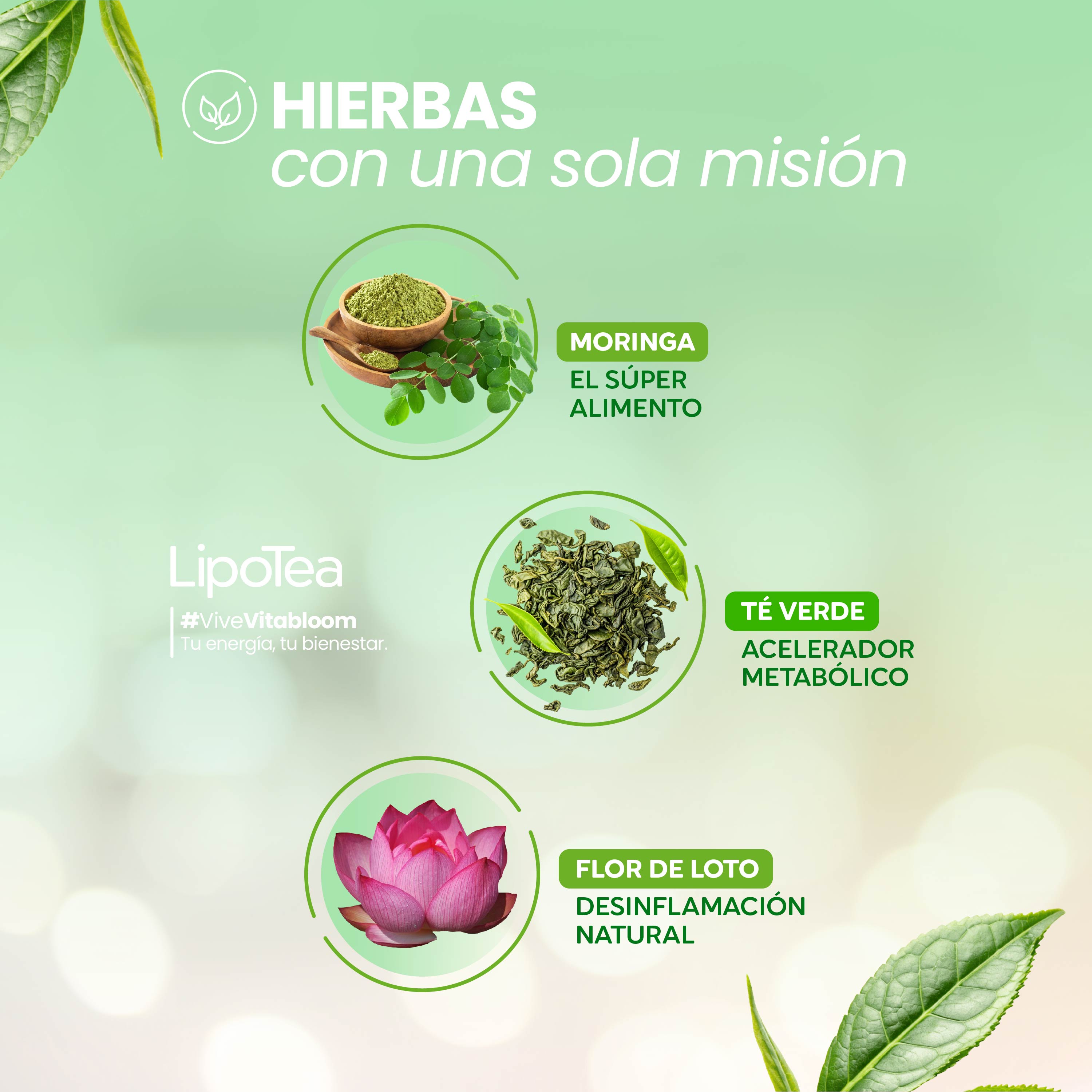 VitaBloom - LipoTea ⎸ Pierde Peso 14 Dias