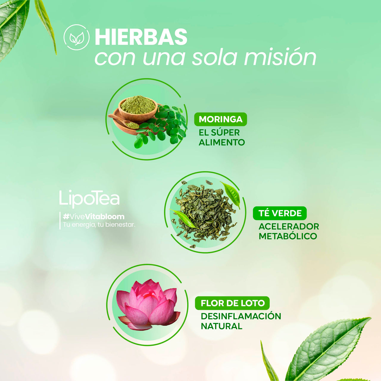 VitaBloom - LipoTea ⎸ Pierde Peso 14 Dias